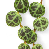 Nahaufnahme eines Blatts von Peperomia prostrata vor weißem Hintergrund.