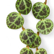 Nahaufnahme eines Blatts von Peperomia prostrata vor weißem Hintergrund.