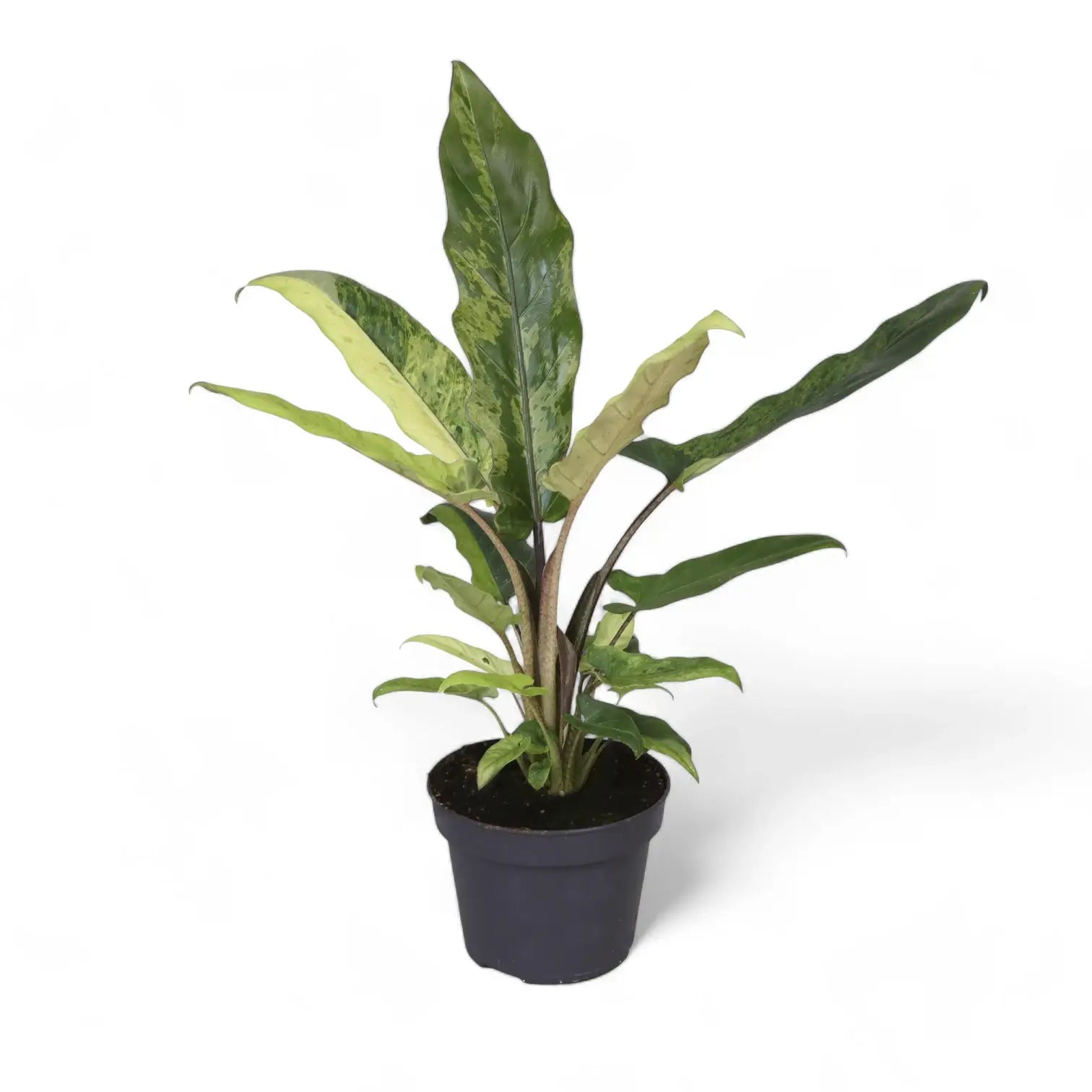 Alocasia lauterbachiana variegata potted houseplant in nursery pot on white background, product photo 5.