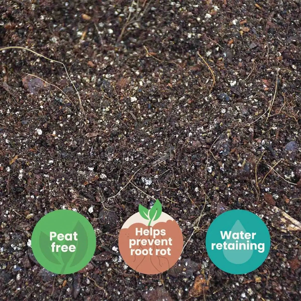 Alocasia-Pflanzsubstrat vor weißem Hintergrund, Produktfoto 8.