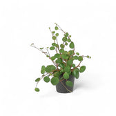 Peperomia 'Pepperspot' – Zimmerpflanze im Kulturtopf auf weißem Hintergrund, Produktfoto 3.