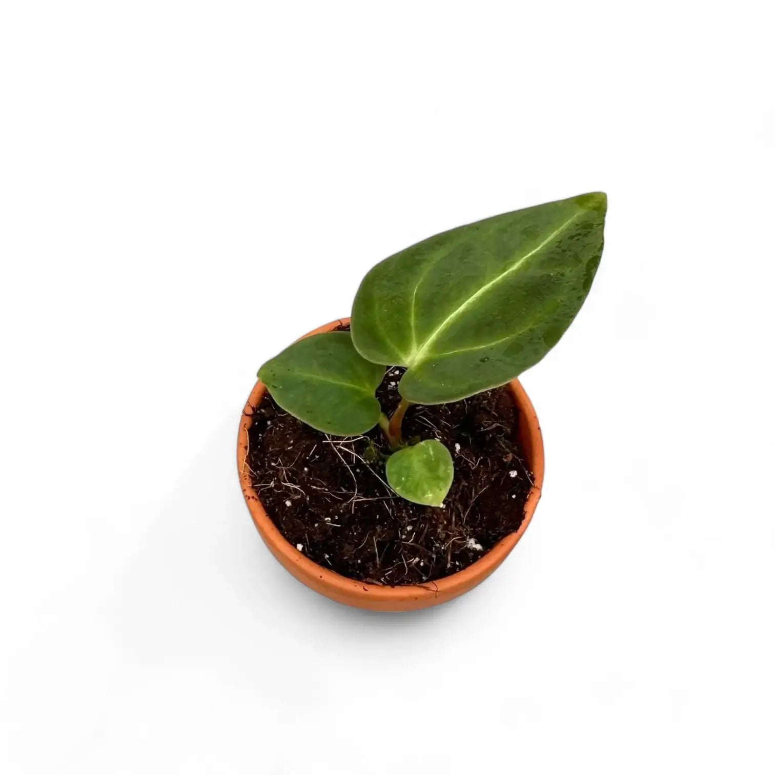 Anthurium regale – Topfpflanze im Kulturtopf vor weißem Hintergrund, Produktfoto 7.