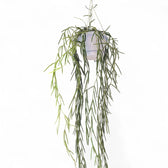 Hoya linearis potted houseplant in nursery pot on white background, product photo 3.