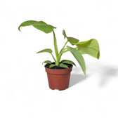 Philodendron bipennifolium 'Golden violin' potted houseplant in nursery pot on white background, product photo 2.