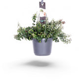 Aeschynanthus 'Swing' – Zimmerpflanze im Kulturtopf auf weißem Hintergrund, Produktfoto 3.