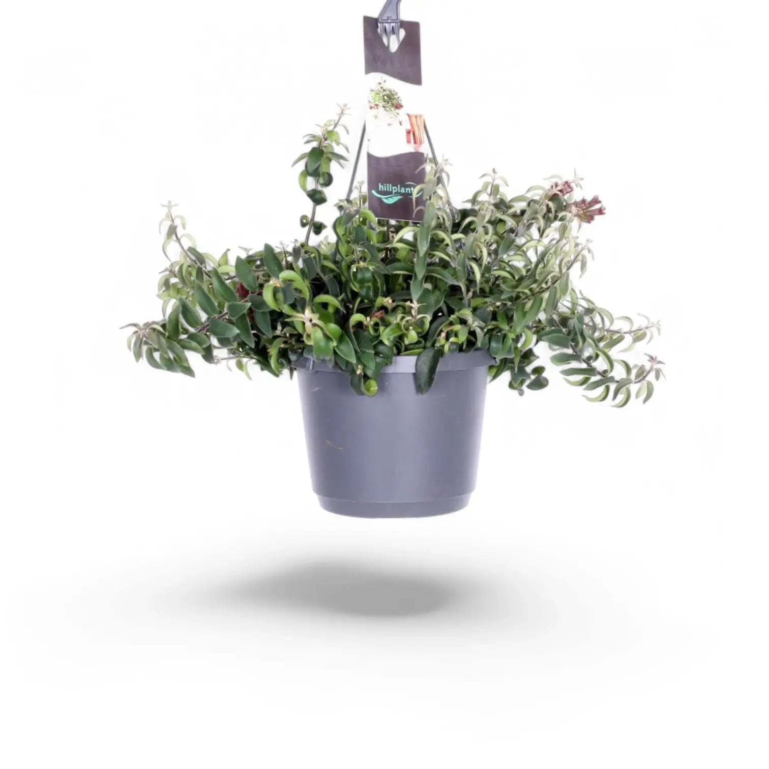 Aeschynanthus 'Swing' – Zimmerpflanze im Kulturtopf auf weißem Hintergrund, Produktfoto 3.