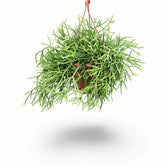 Rhipsalis teres f. heteroclada potted houseplant in nursery pot on white background, product photo 3.