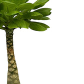 Brighamia insignis 'Hawaii Palm' leaf close-up on white background.