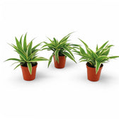 Chlorophytum comosum 'Ocean' potted houseplant in nursery pot on white background, product photo 2.