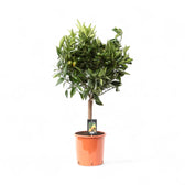 Citrus mandarin (Citrus reticulata) potted houseplant in nursery pot on white background, product photo 3.