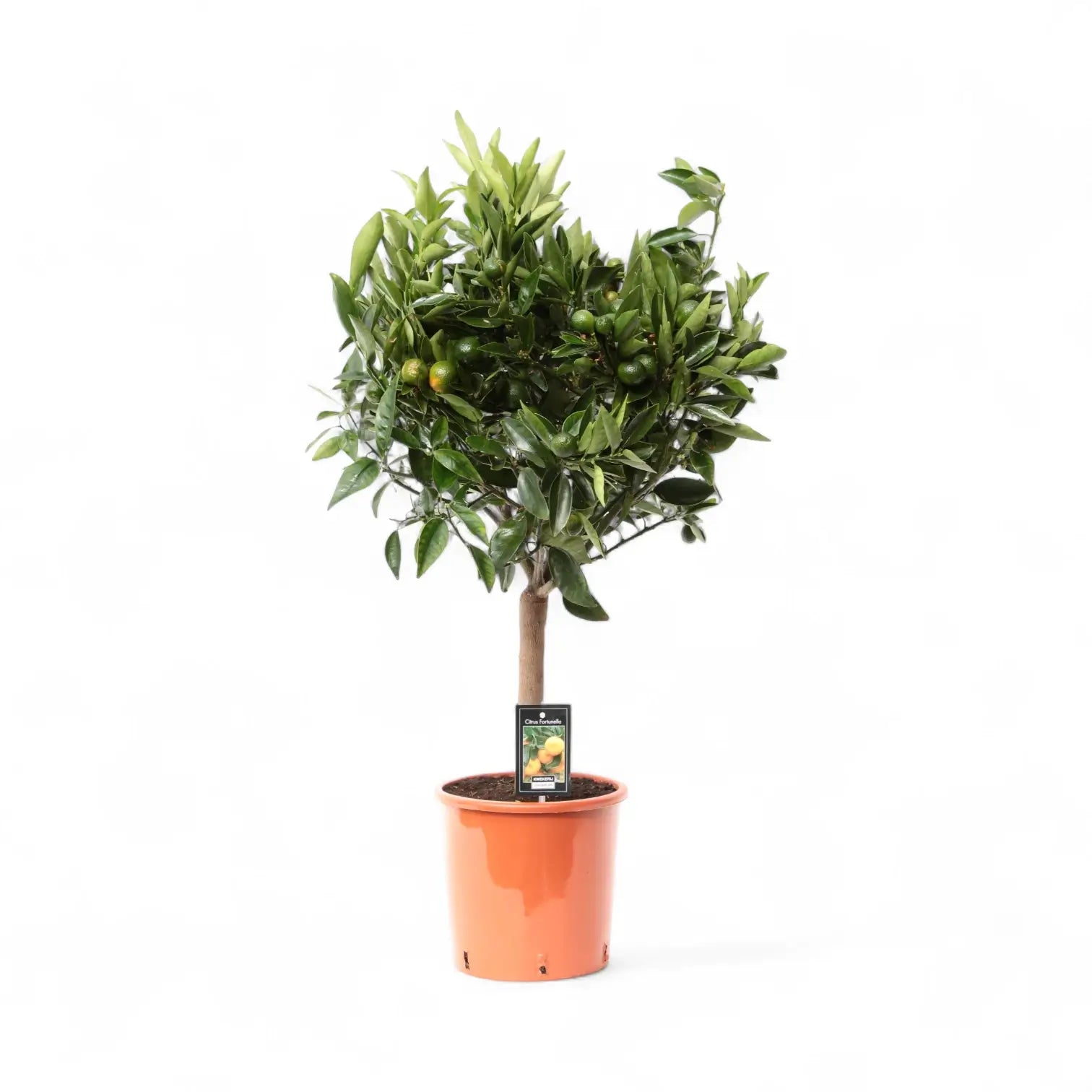 Citrus mandarin (Citrus reticulata) potted houseplant in nursery pot on white background, product photo 3.