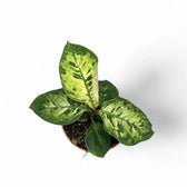 Adelonema wallisii 'Camouflage' – Zimmerpflanze im Kulturtopf auf weißem Hintergrund, Produktfoto 3.