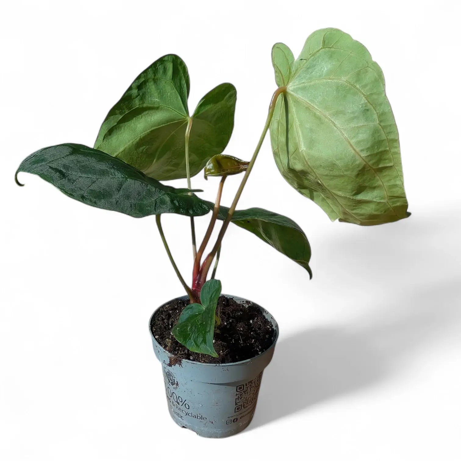 Anthurium 'Dark Phoenix' – Topfpflanze im Kulturtopf vor weißem Hintergrund, Produktfoto 7.