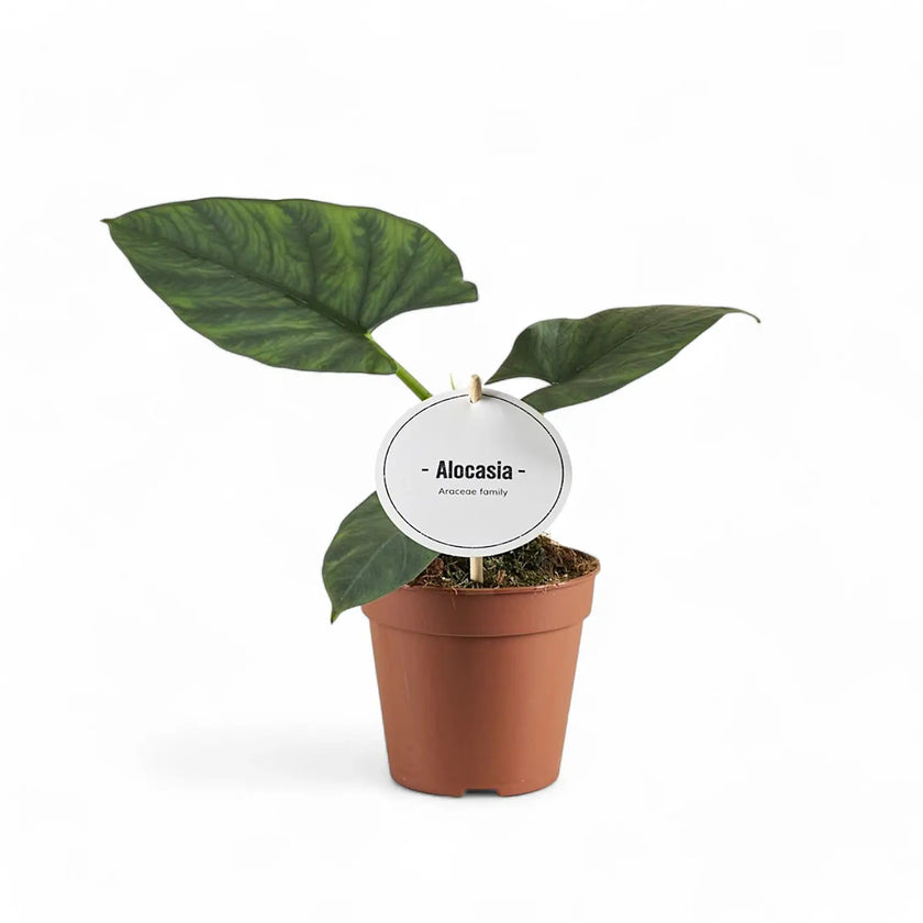 Alocasia scabriuscula – Topfpflanze im Kulturtopf vor weißem Hintergrund, Produktfoto 2.