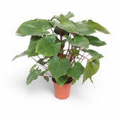 Homalomena rubescens ‘Maggy’ potted houseplant in nursery pot on white background, product photo 4.