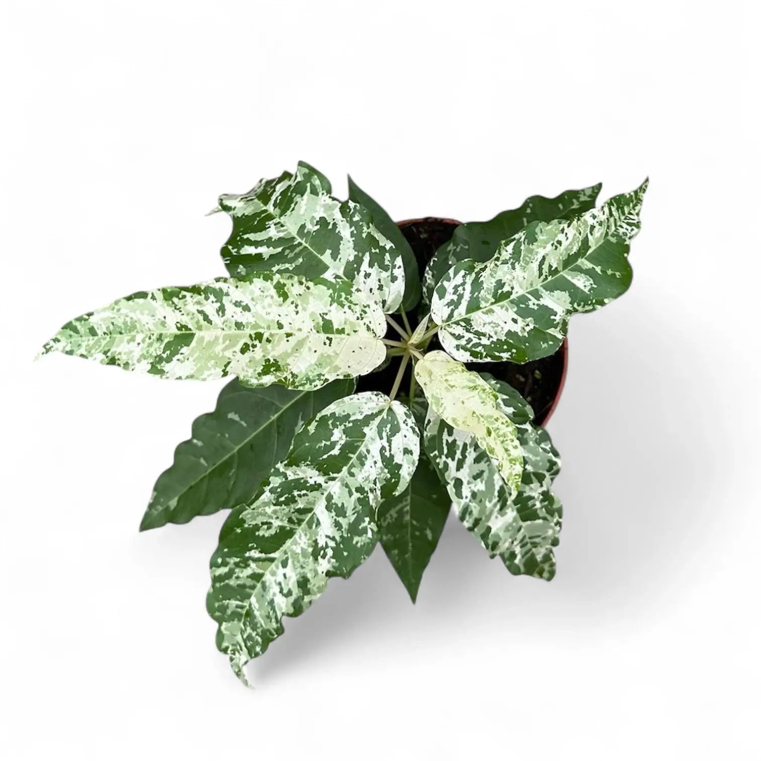 Ficus virens 'Snowstorm' potted houseplant in nursery pot on white background, product photo 3.
