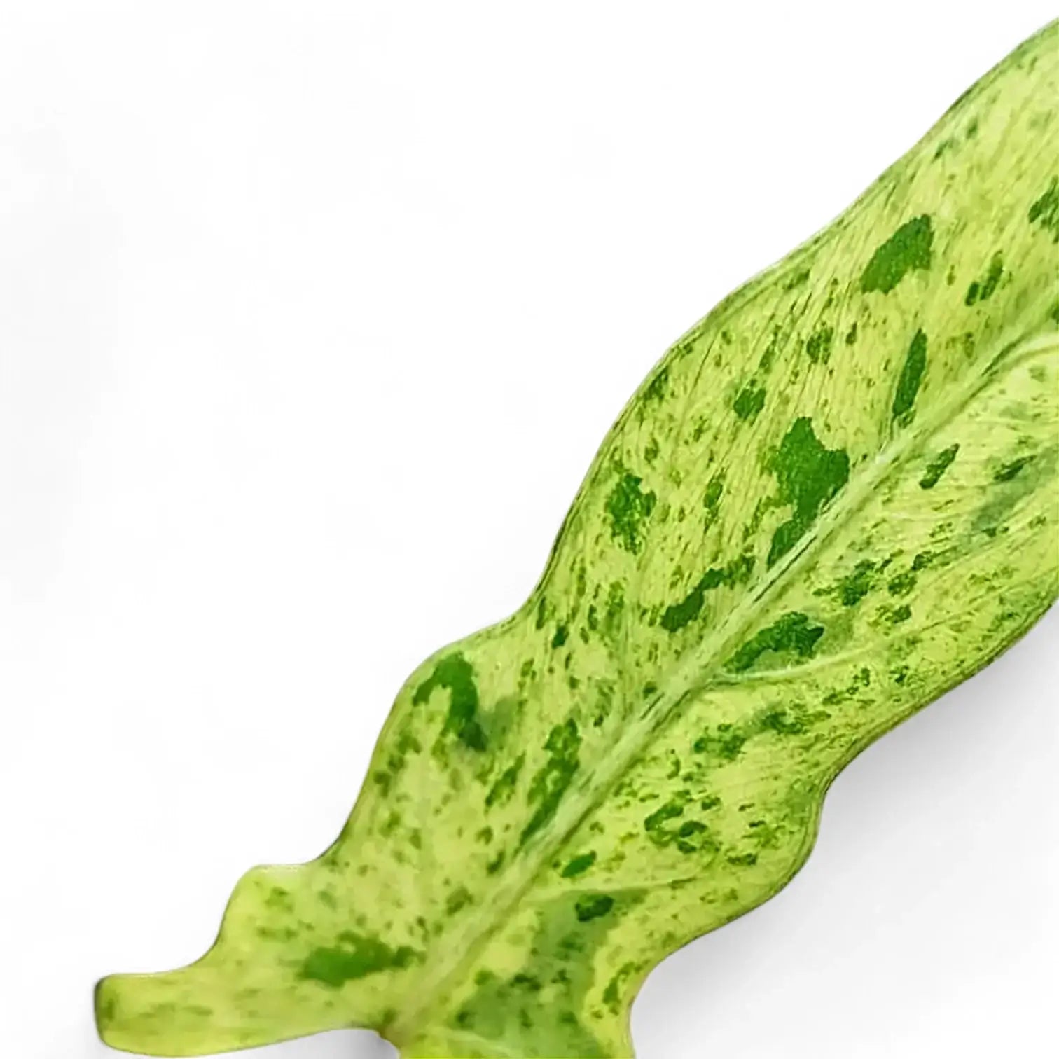 Alocasia lauterbachiana variegata potted houseplant in nursery pot on white background, product photo 7.