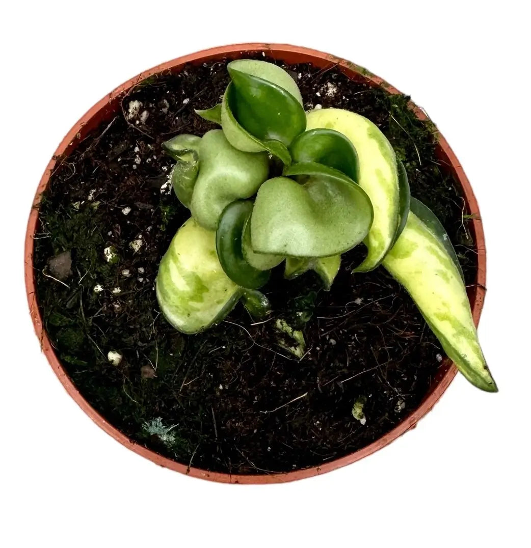 Hoya carnosa ‘Mauna Loa’ ('Lura Lei', 'Exotica') – Topfpflanze im Kulturtopf vor weißem Hintergrund, Produktfoto 3.