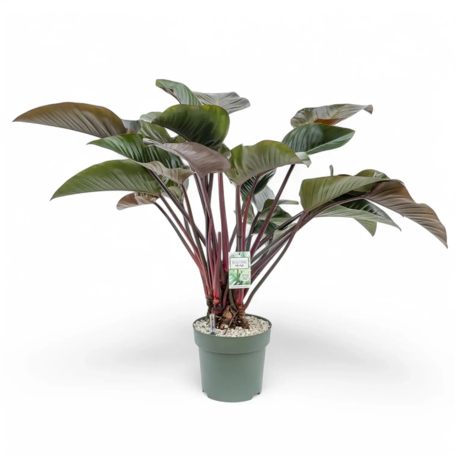 Philodendron 'Red beauty' – Zimmerpflanze im Kulturtopf auf weißem Hintergrund, Produktfoto 7.