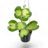Hoya kerrii variegata potted houseplant in nursery pot on white background, product photo 4.