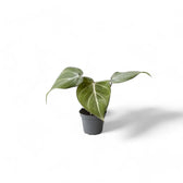 Philodendron gloriosum – Topfpflanze im Kulturtopf vor weißem Hintergrund, Produktfoto 9.