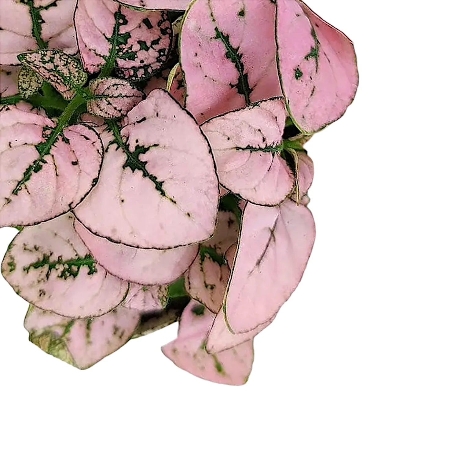 Hypoestes phyllostachya 'Pink' – Topfpflanze im Kulturtopf vor weißem Hintergrund, Produktfoto 5.