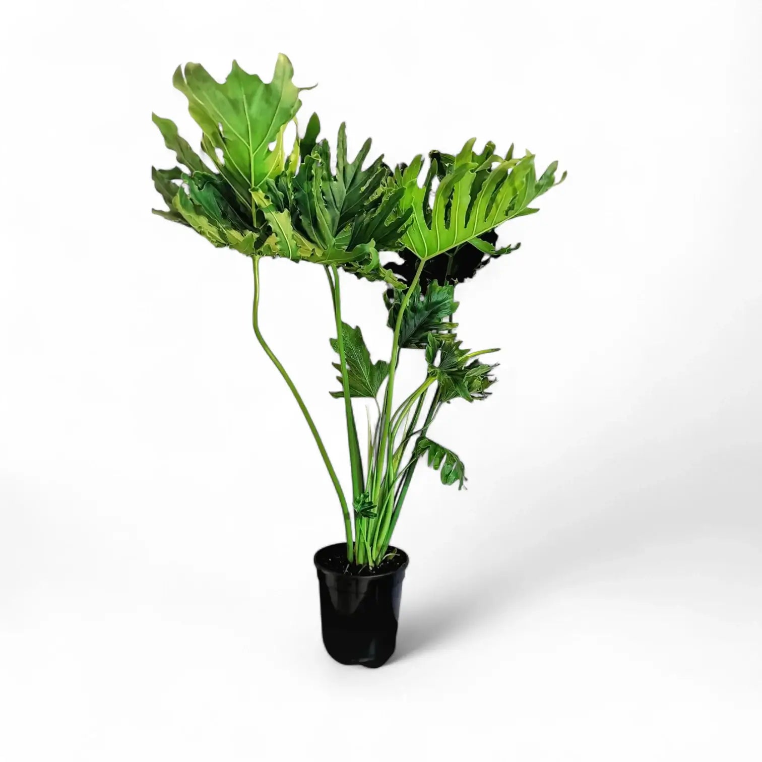 Thaumatophyllum bipinnatifidum potted houseplant in nursery pot on white background, product photo 4.