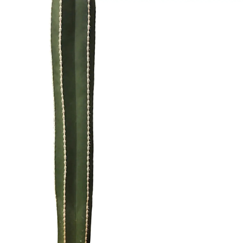 Pachycereus marginatus leaf close-up on white background.