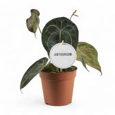 Anthurium forgetii – Topfpflanze im Kulturtopf vor weißem Hintergrund, Produktfoto 5.