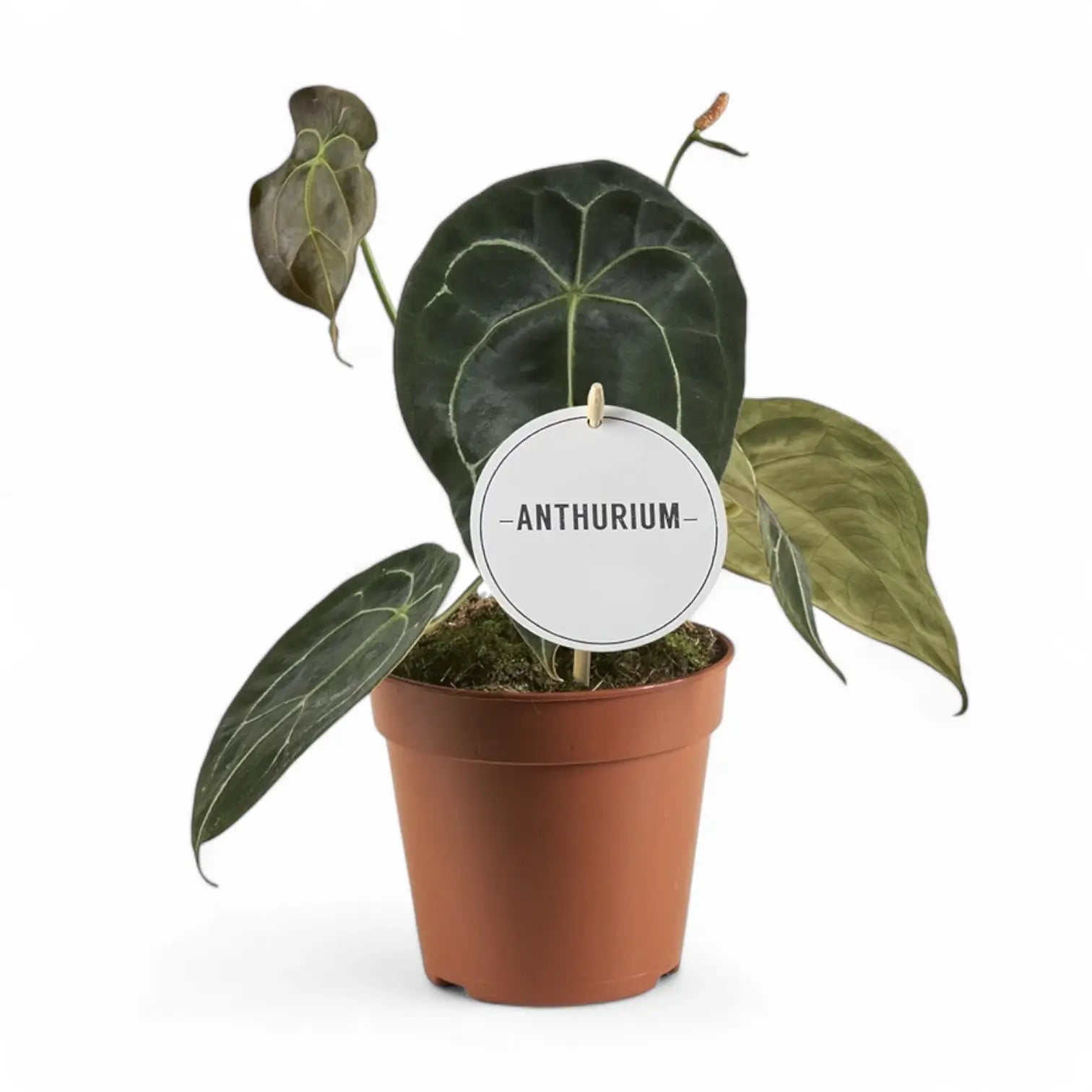 Anthurium forgetii – Topfpflanze im Kulturtopf vor weißem Hintergrund, Produktfoto 5.