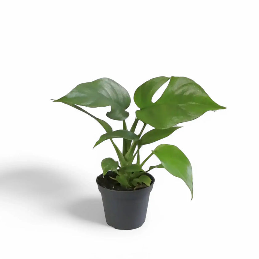 Rhaphidophora tetrasperma potted houseplant in nursery pot on white background, product photo 3.