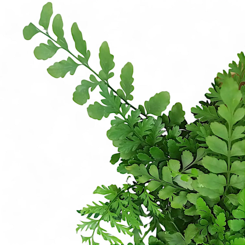 Asplenium dimorphum x difforme ‘Parvati’ aka 'Austral Gem' leaf close-up on white background.