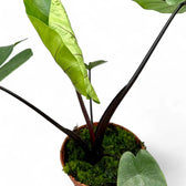 Alocasia macrorrhizos 'Black stem' potted houseplant in nursery pot on white background, product photo 6.