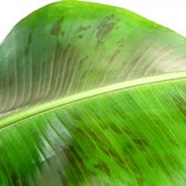 Musa acuminata 'Dwarf Cavendish' leaf close-up on white background.