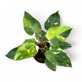 Philodendron 'Fresh Aurea' ('White Princess Aurea Tricolor') potted houseplant in nursery pot on white background, product photo 3.