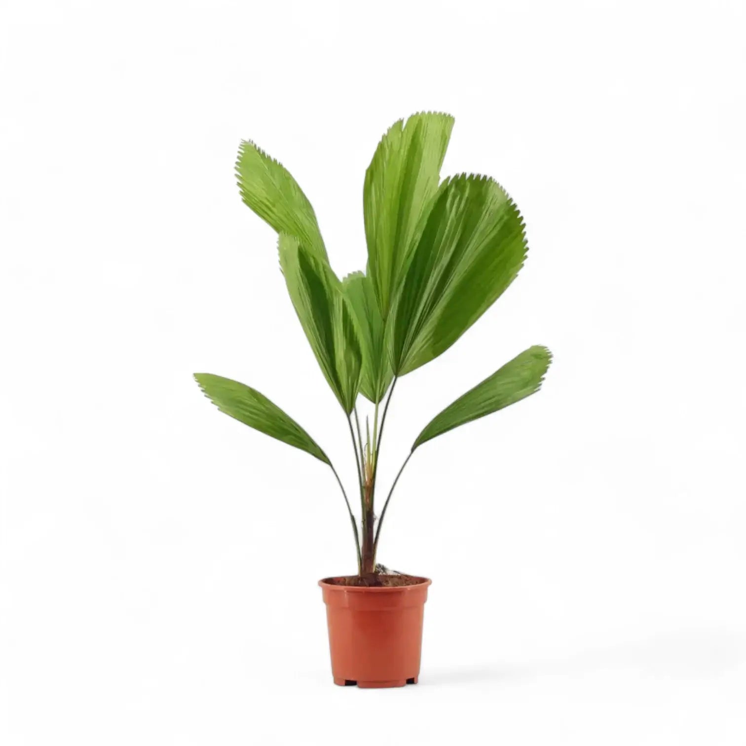 Licuala grandis – Zimmerpflanze im Kulturtopf auf weißem Hintergrund, Produktfoto 3.