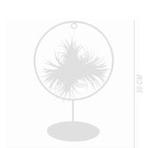 Tillandsia ionantha – With Plant Display Stand potted houseplant in nursery pot on white background, product photo 5.