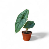 Alocasia puncakborneensis potted houseplant in nursery pot on white background, product photo 6.