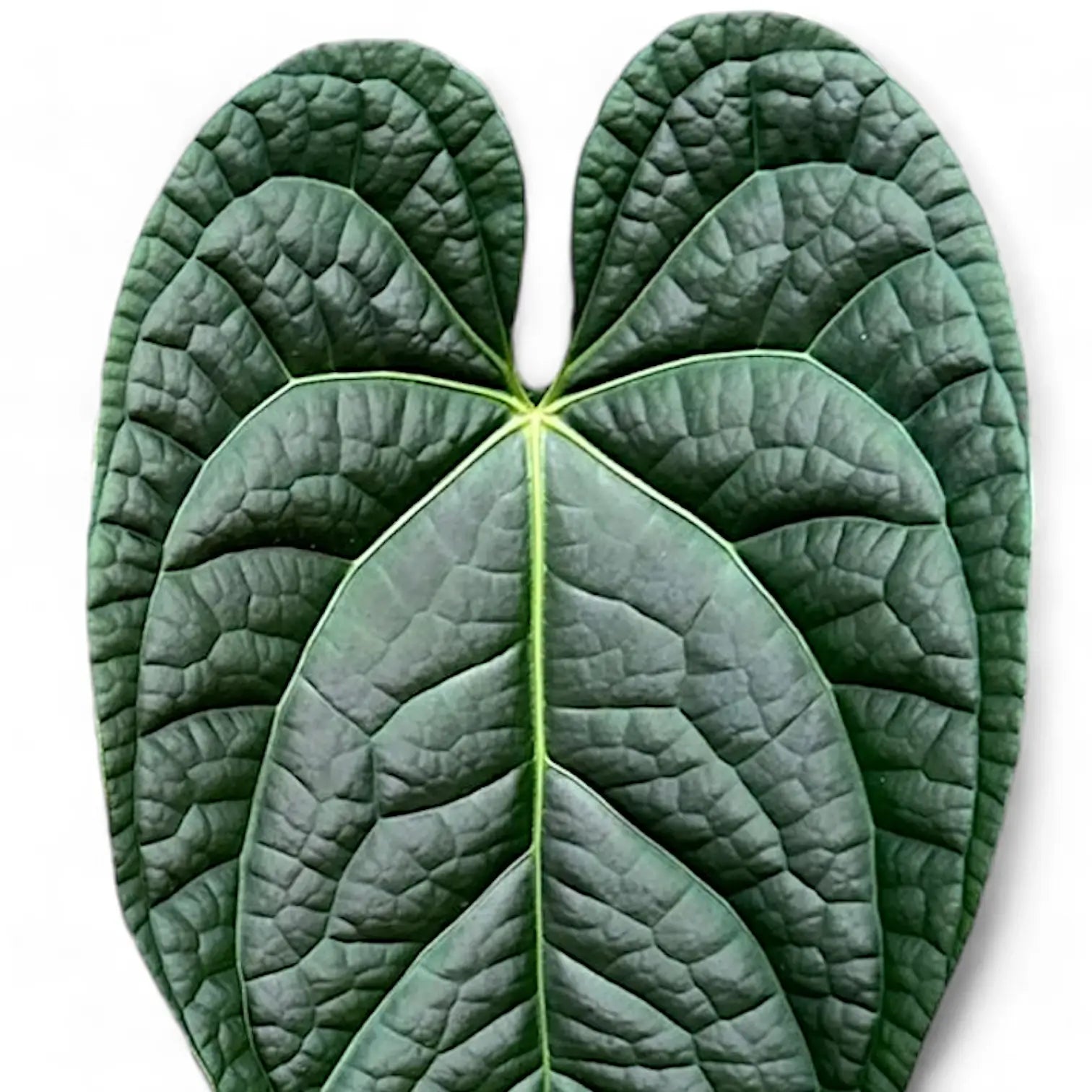 Anthurium magnificum x luxurians leaf close-up on white background.