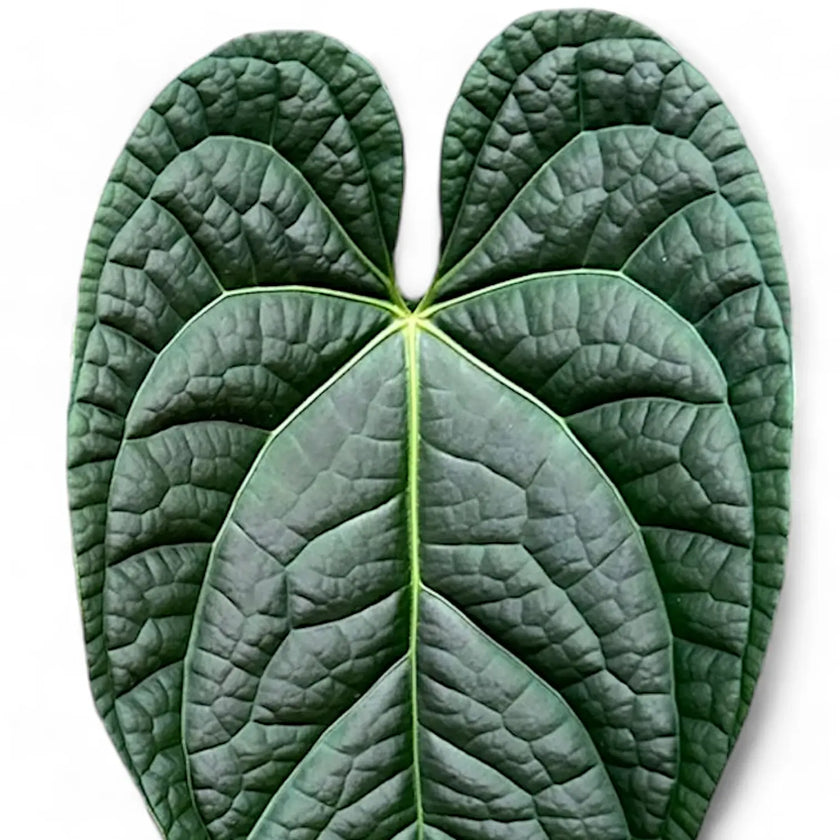 Anthurium magnificum x luxurians leaf close-up on white background.