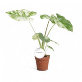 Alocasia macrorrhizos 'Splash' ('Camouflage') potted houseplant in nursery pot on white background, product photo 4.