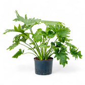 Thaumatophyllum bipinnatifidum potted houseplant in nursery pot on white background, product photo 7.