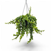 Aeschynanthus 'Rasta' – Zimmerpflanze im Kulturtopf auf weißem Hintergrund, Produktfoto 2.