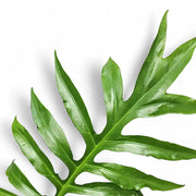 Alocasia brancifolia 'Pink Passion' leaf close-up on white background.
