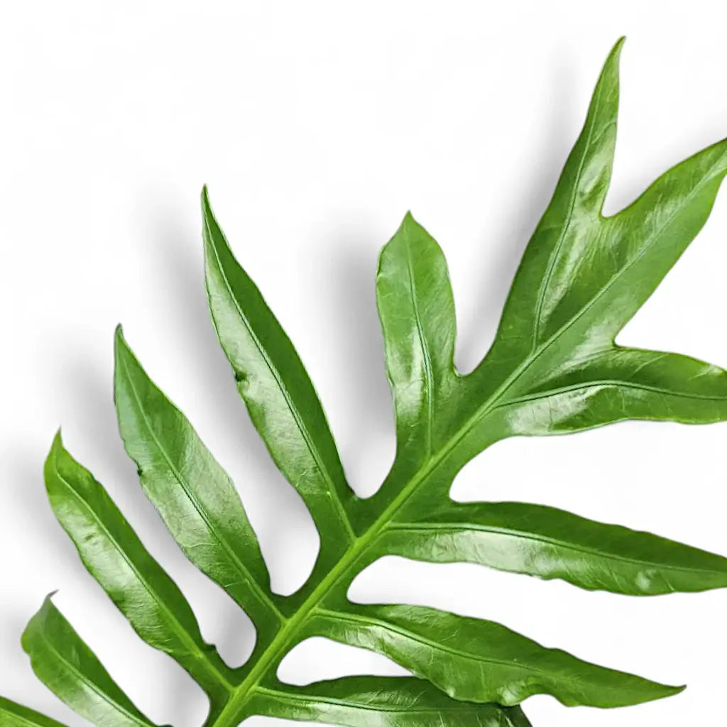 Deeply split / lobed