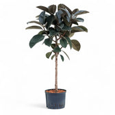 Ficus elastica 'Abidjan' potted houseplant in nursery pot on white background, product photo 15.