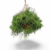 Rhipsalis cereuscula 'Cashero' potted houseplant in nursery pot on white background, product photo 5.