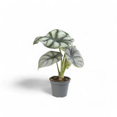 Alocasia baginda 'Silver dragon' potted houseplant in nursery pot on white background, product photo 9.