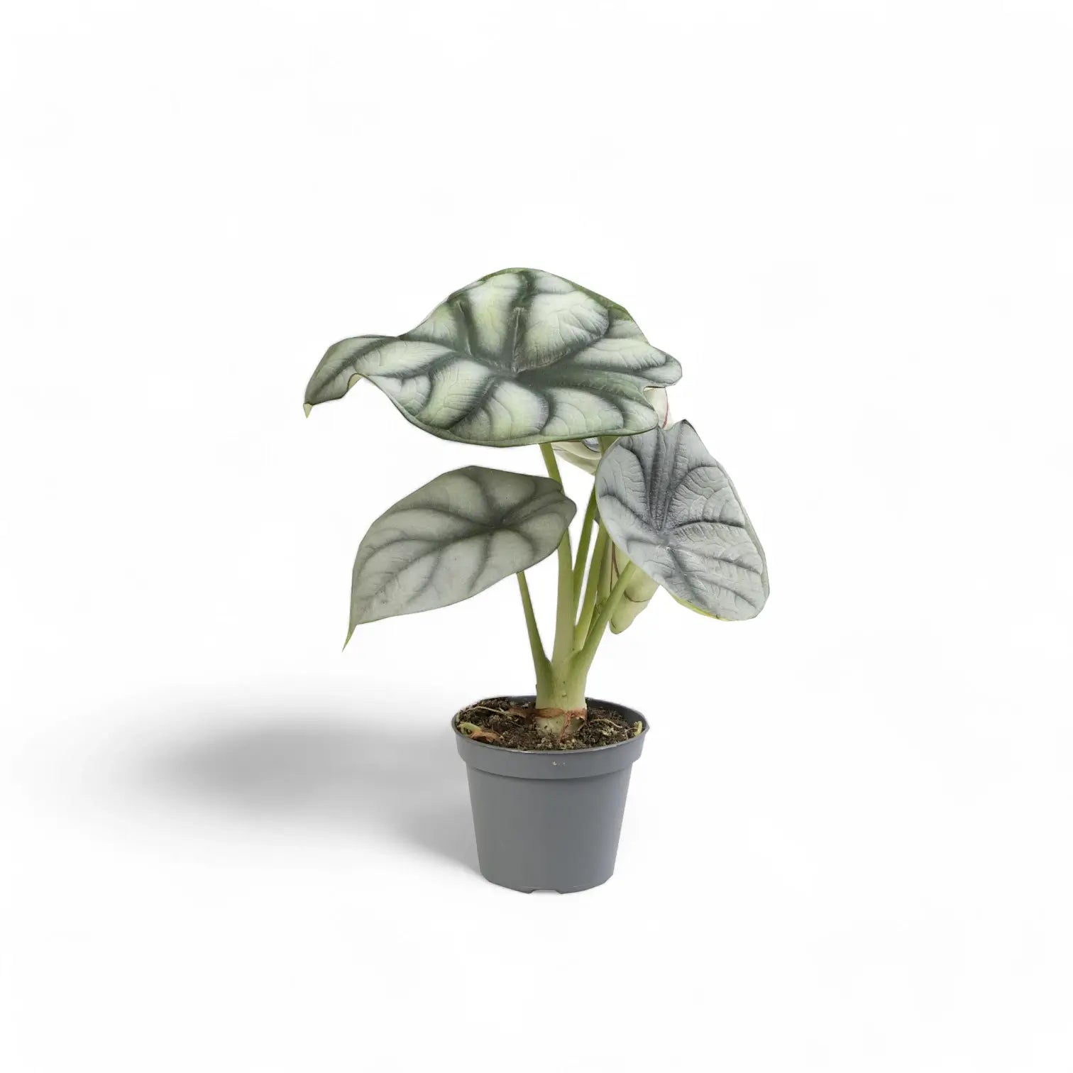 Alocasia baginda 'Silver dragon' potted houseplant in nursery pot on white background, product photo 9.