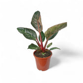 Philodendron 'Birkin Pink' ('Pink Bikini') potted houseplant in nursery pot on white background, product photo 6.